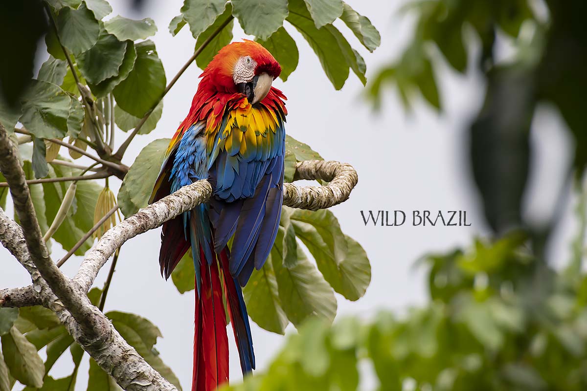 amazon birding tour
