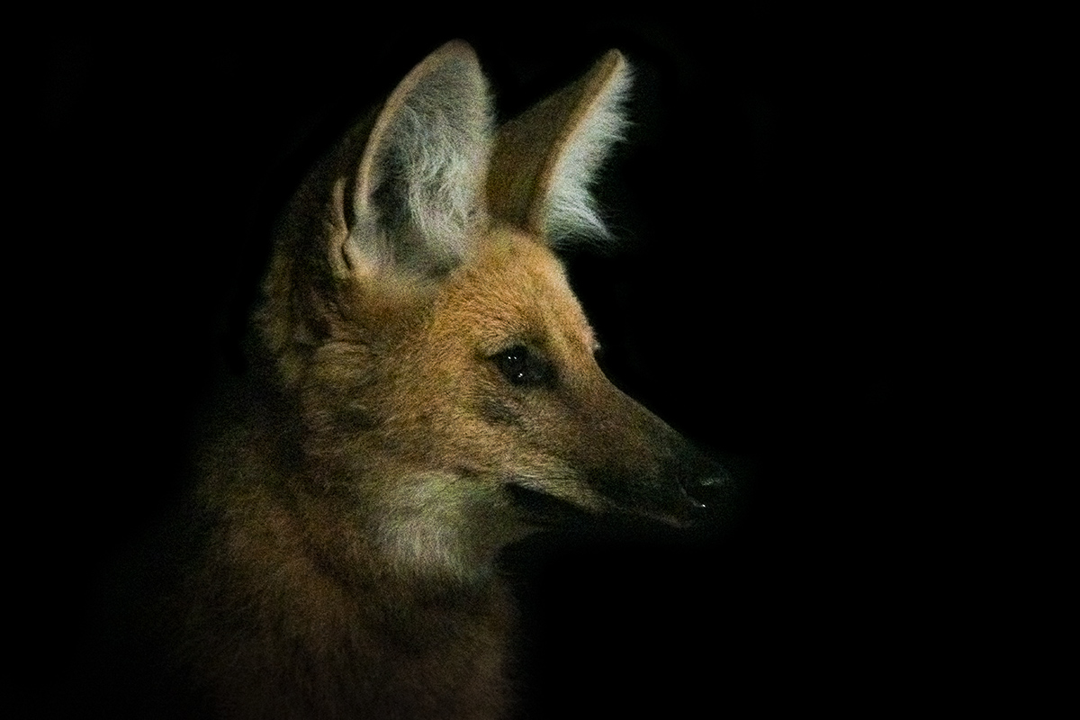 Maned Wolf at Caraça's Sanctuary