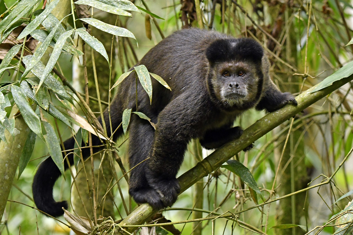 primates tour atlantic forest