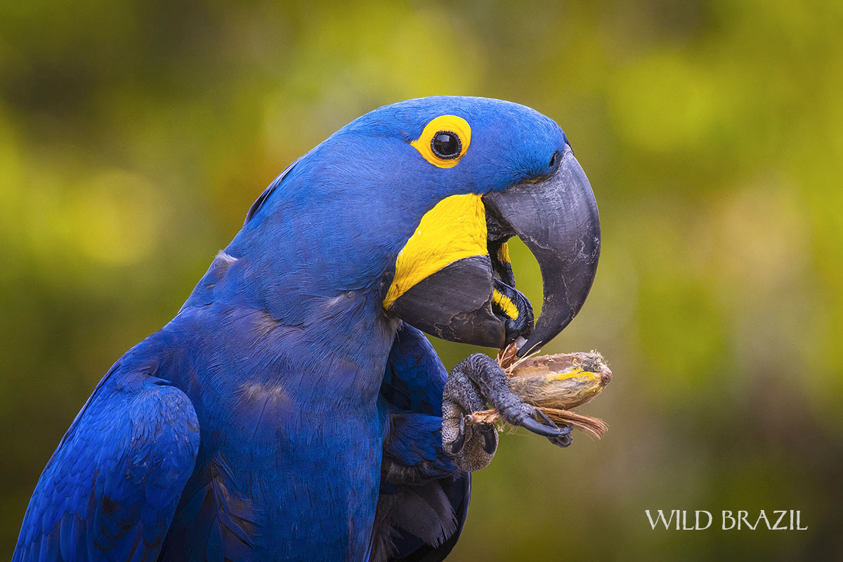 macaw pantanal