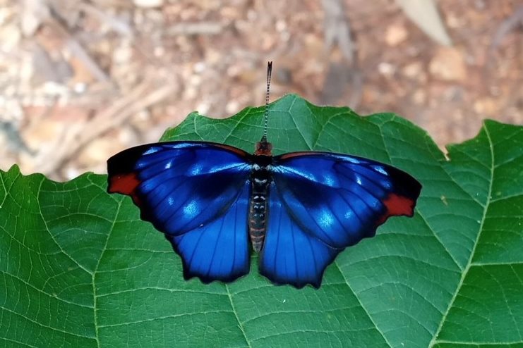 birds and butterflies tour atlantic forest brazil