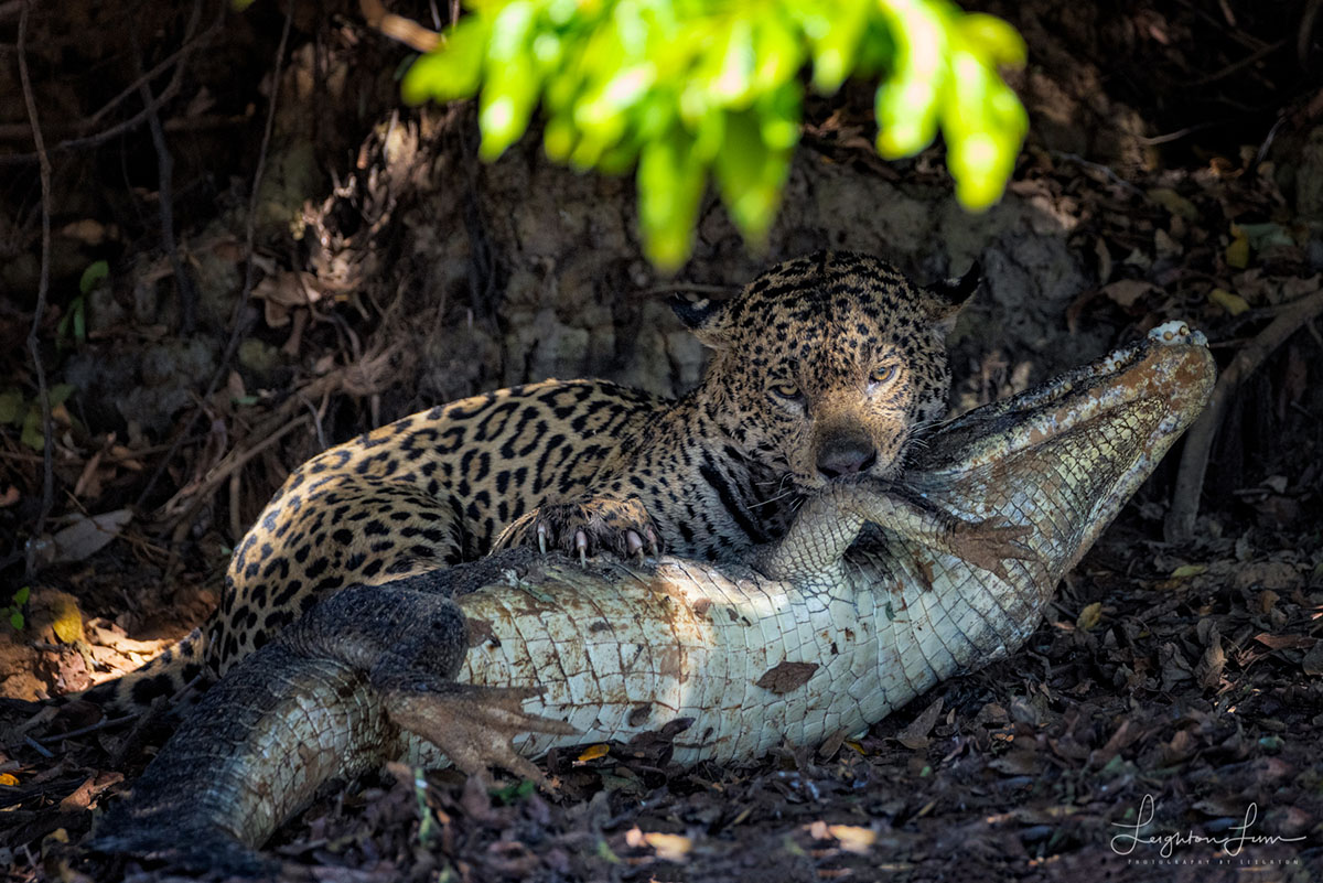 jaguar photography by Leighton Lum