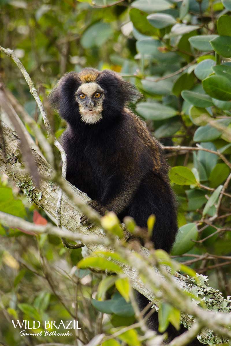 brazil primates whatching safari