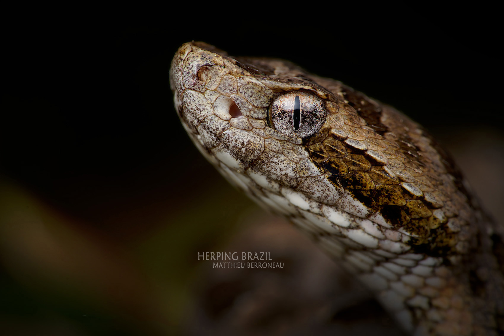 atlantic forest herping tour