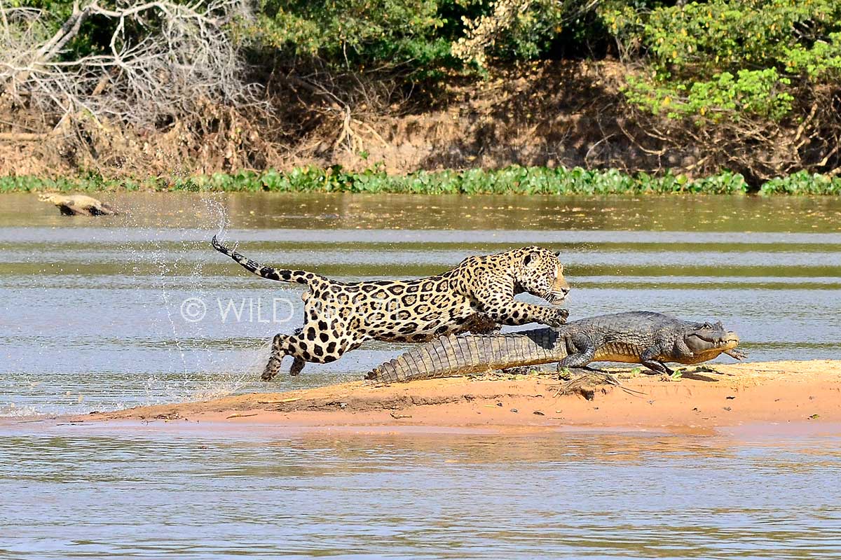 northern pantanal jaguar tour
