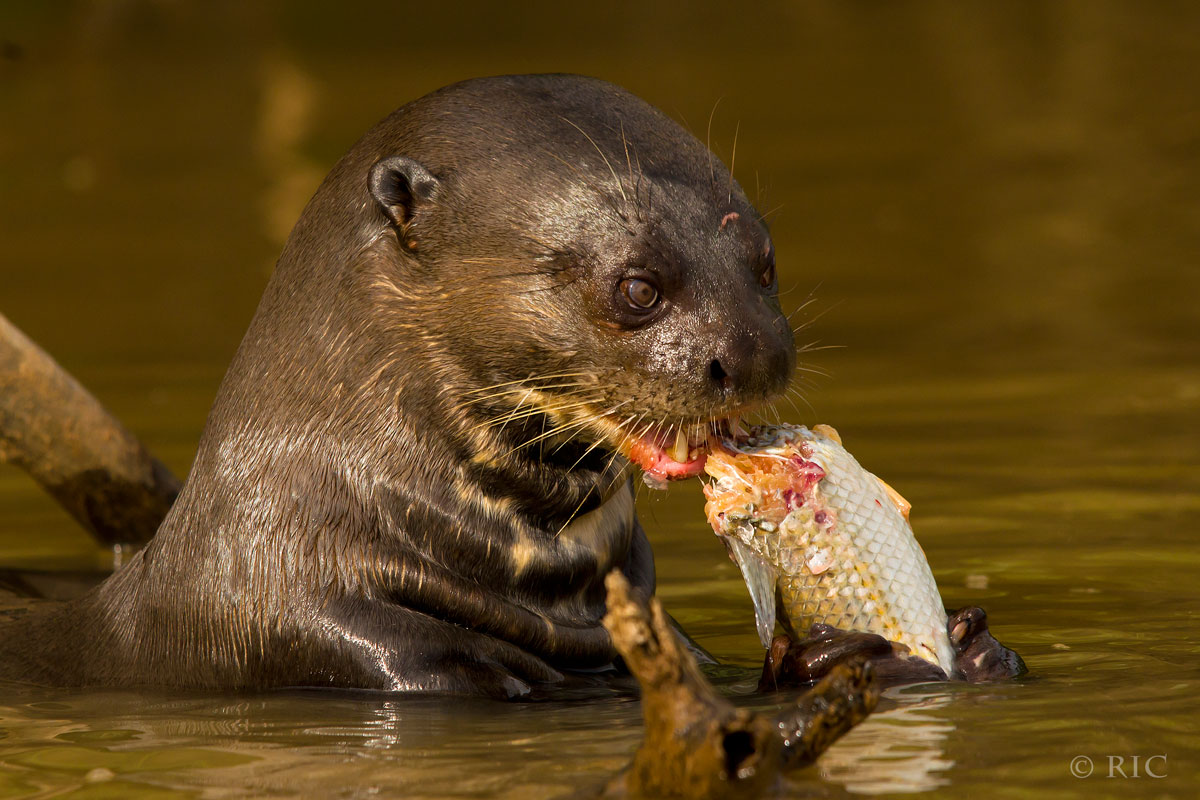 giant otter pantanal