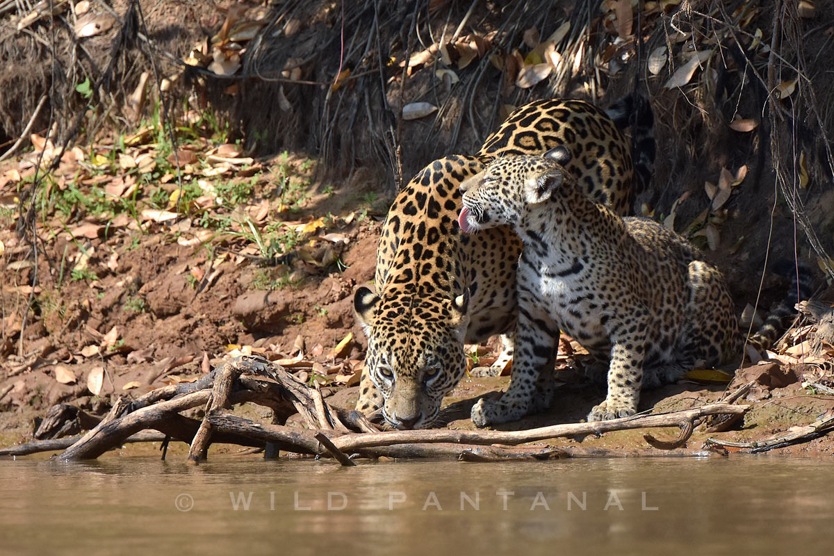 jaguar caceres paraguay river taiama reserve