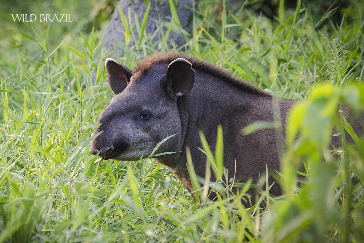 tapir pantanal