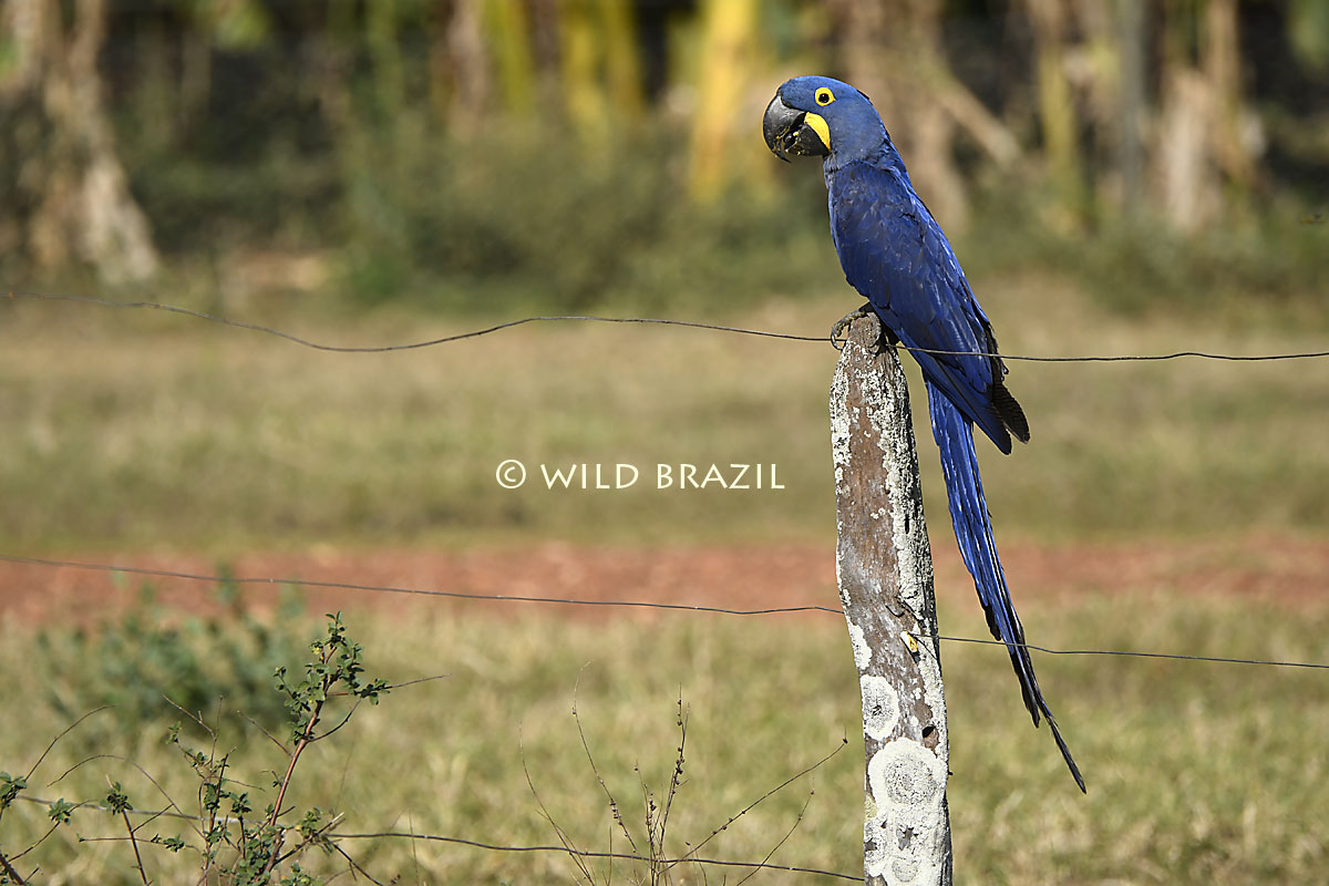 hyacinth macaw in the pantanal wild brazil tour