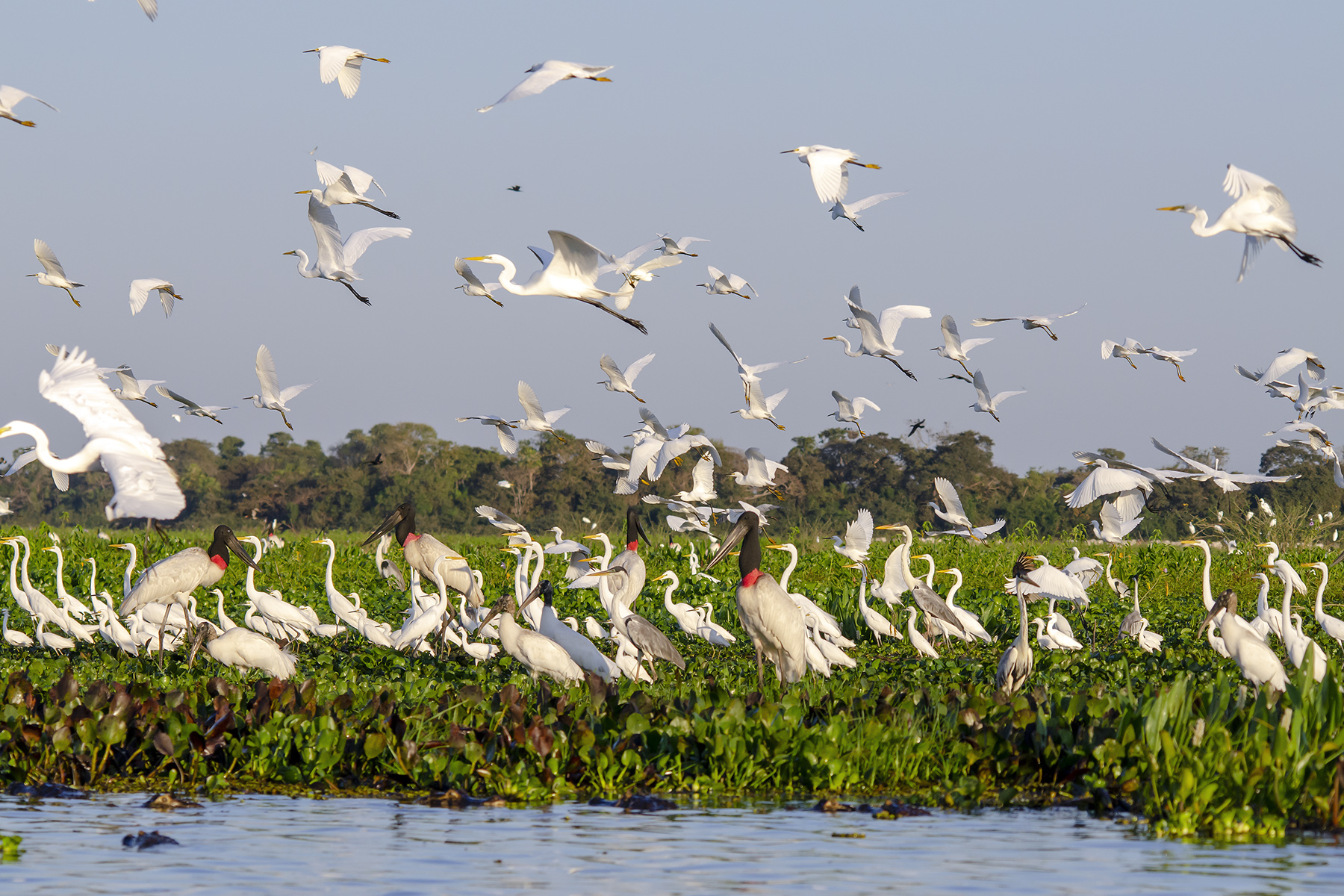 wild pantanal safaris